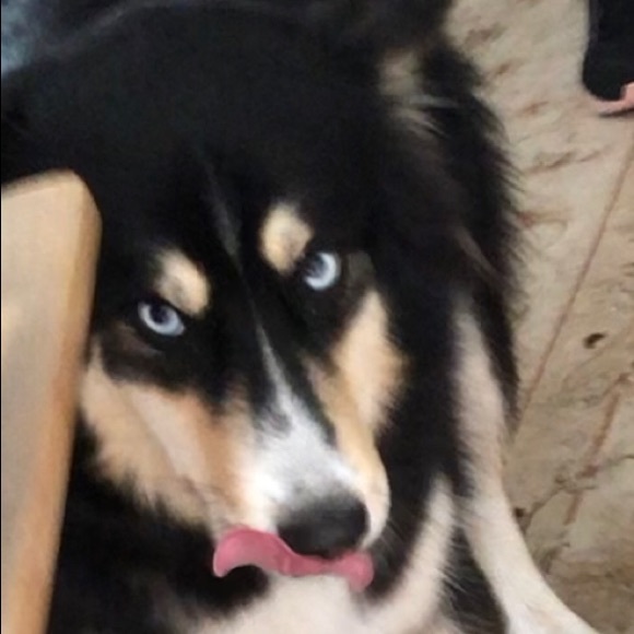 Meet your Posher, Desdemonda - Picture 1 of 1